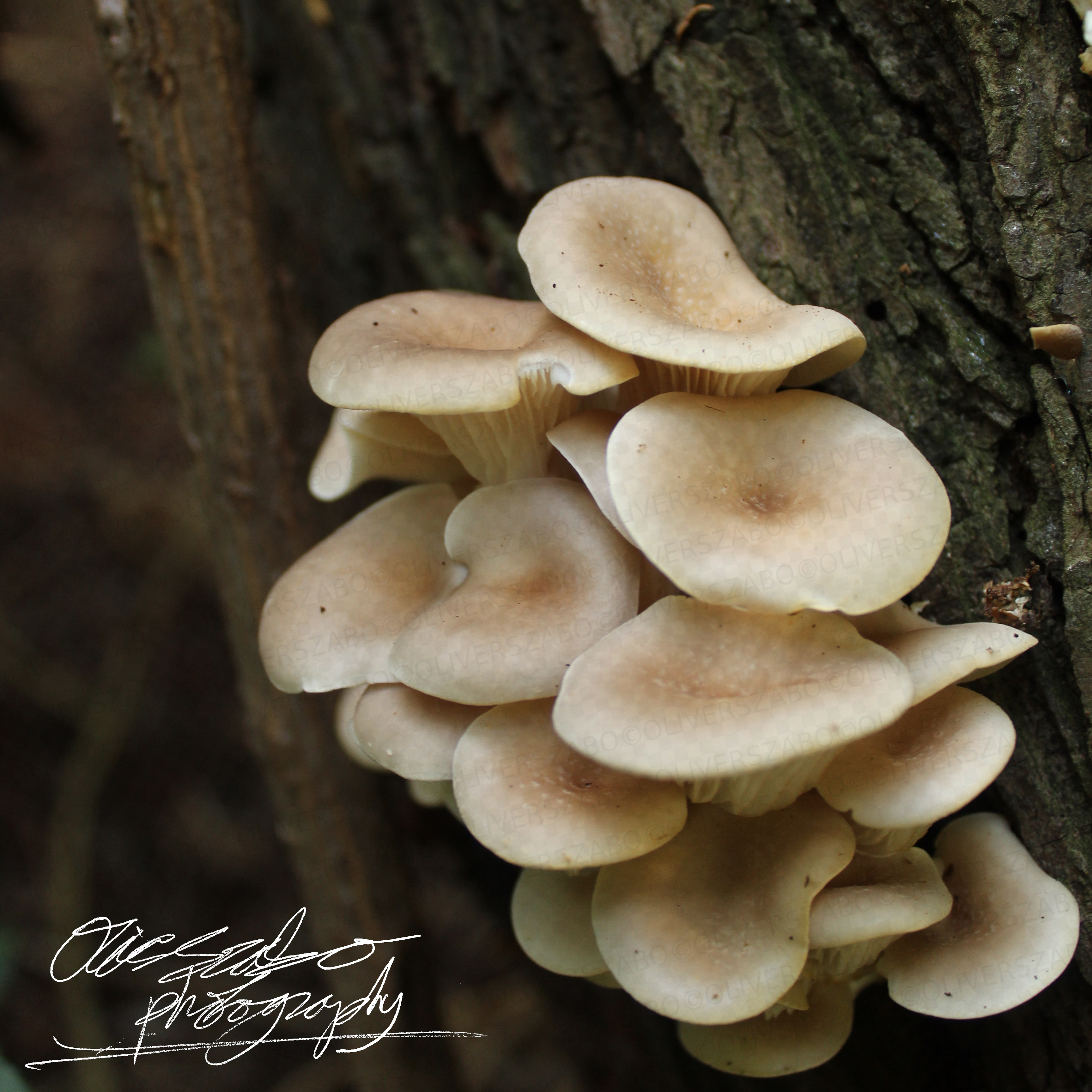 Oyster Mushroom Cluster